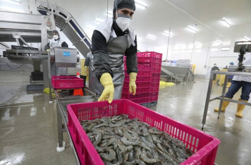  Sin pesca, sin empleo: más de 100 mujeres buscan trabajo en Mazatlán – Punto MX