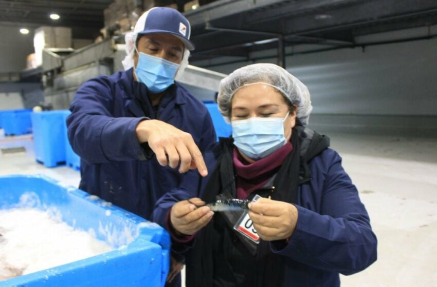 Será sede Ensenada del Foro de la Sardina y Pelágicos Menores | Periodico El Vigia