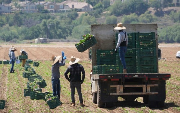 Redadas migratorias amenazan negocios que abastecen alimentos en EU – El Diario de Juárez