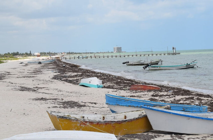 Alerta por posible presencia de sargazo en costas de Yucatán – Quadratín
