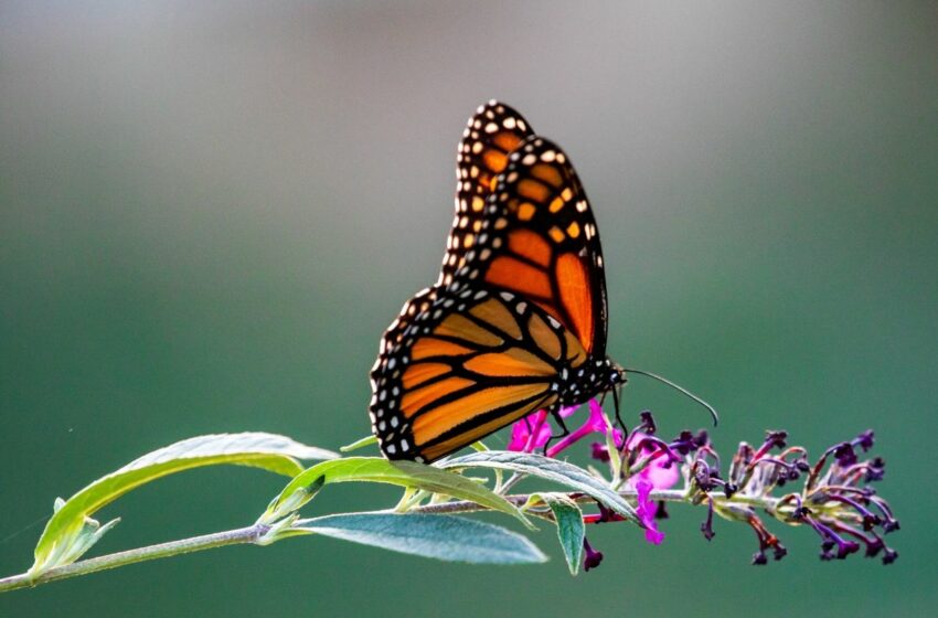 Un hallazgo en Argentina cambia la historia evolutiva de los insectos: encuentran la mariposa más antigua del mundo