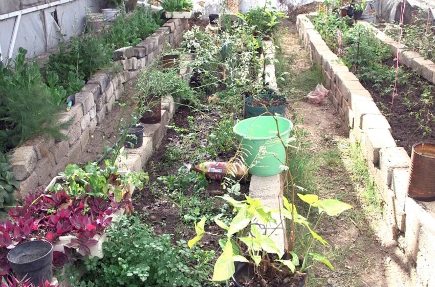 Con prácticas de consumo local, gastronomía sostenible reduce el impacto ambiental