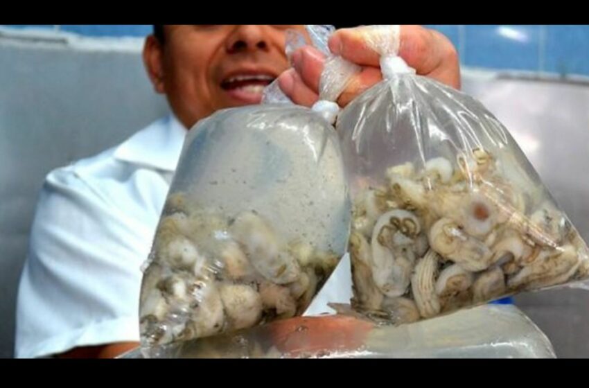 La Jornada Maya | Campeche | ''Piratas'' de ostión golpean al mercado formal en Carmen