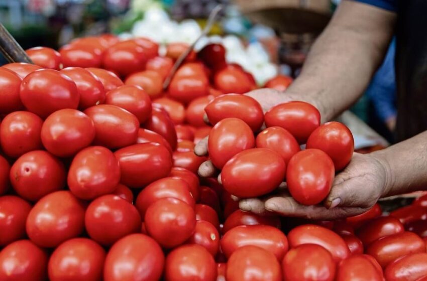 Por aranceles, baja 11% precio del jitomate saladet en México – Yahoo Finanzas