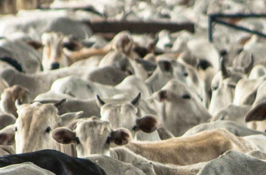 Querétaro, el estado con mayor crecimiento en la producción de carne de bovino