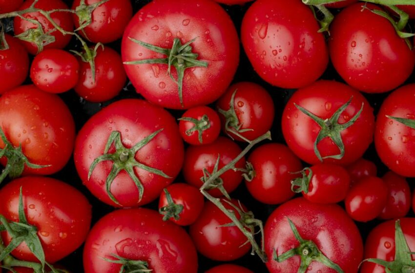 México desperdicia 926,000 toneladas de jitomate y el arancel podría agravarlo