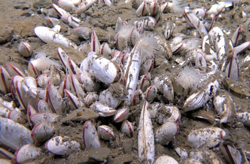  La vida se abre paso a casi 10.000 metros en lo más profundo del mar de Kamchatka