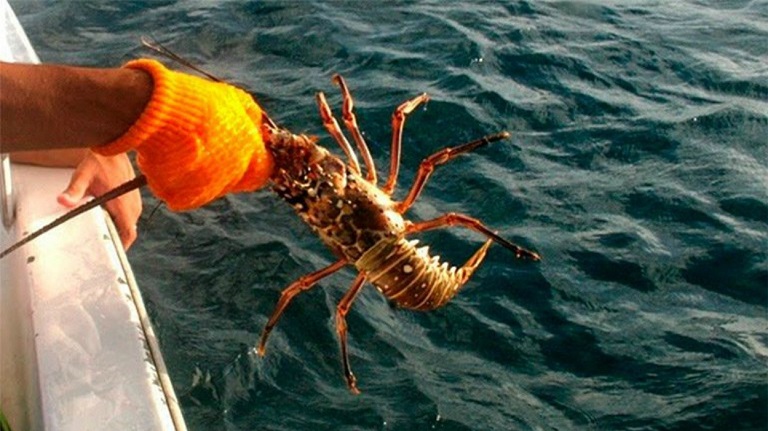 La pesca de langosta va a la baja debido a la dificultad de su captura en la temporada