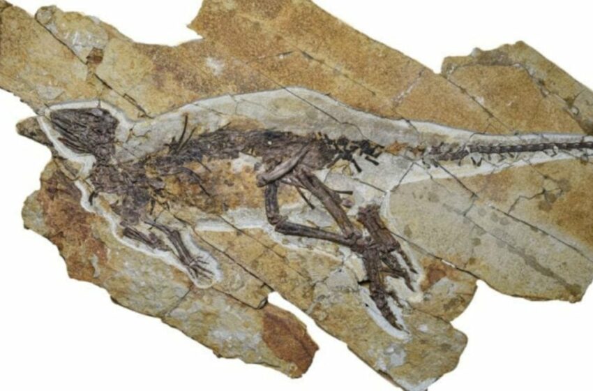 Este dinosaurio tal vez piara como un pájaro