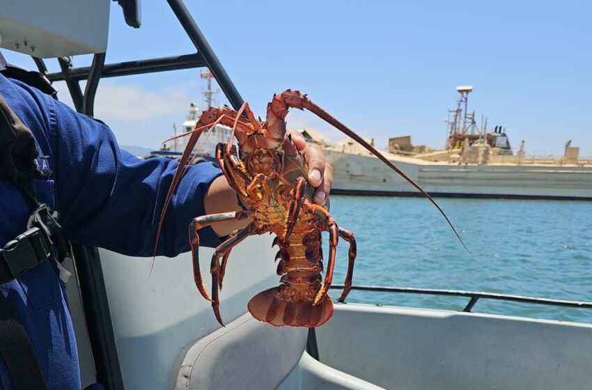 Localiza la SEMAR langosta y cangrejo en jaulas ilegales en playa de Ensenada