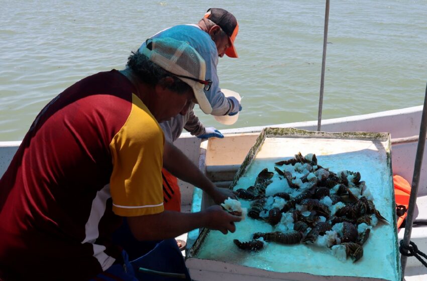  Regular inicio de la temporada de langosta: ¿a cómo se pagará el kilo? – Diario de Yucatán