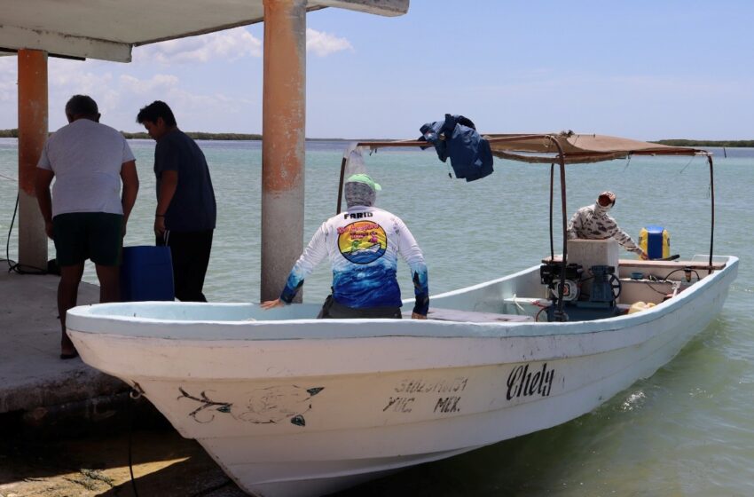 Marea roja por invasión; señala investigadora – Diario de Yucatán