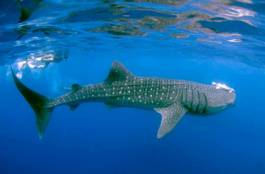 El turismo que ama al Tiburón Ballena, también lo está llevando a su extinción