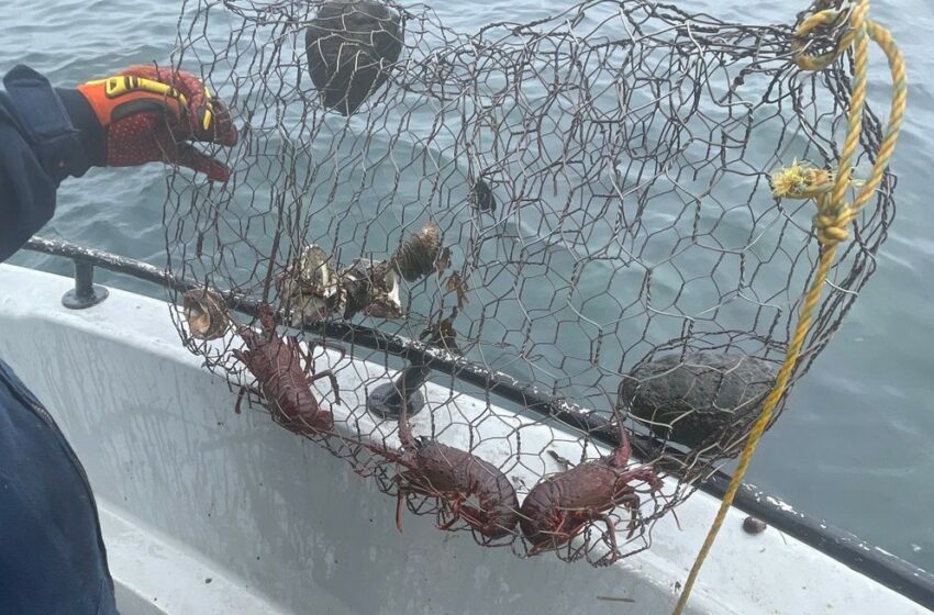 Personal Naval Asegura Trampas Irregulares y Libera Langostas Rojas y Cangrejos en …