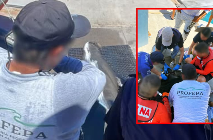 Rescatan a lobo marino enmallado tras meses de búsqueda en Cabo San Lucas