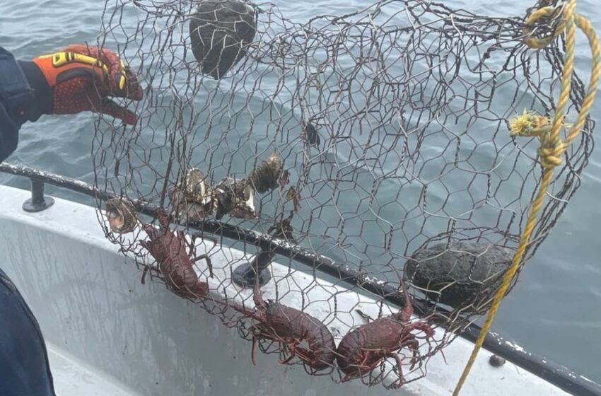 Personal naval libera langostas rojas y cangrejos en Ensenada – El Imparcial