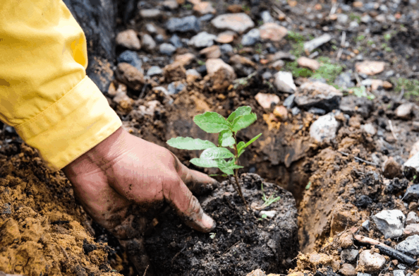 Empresas afiliadas a Amcham reforestarán Bosque La Primavera – Yahoo