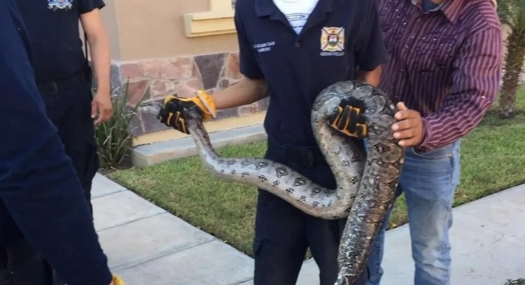Recomiendan llamar al 911 por presencia de serpientes en Hermosillo | Radio Sonora