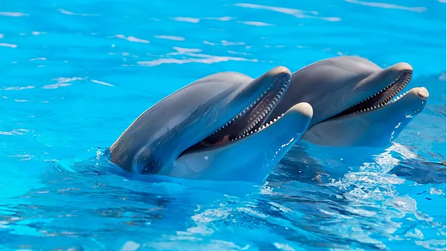 Día Mundial de los delfines y de las Ballenas – Prensa Animal