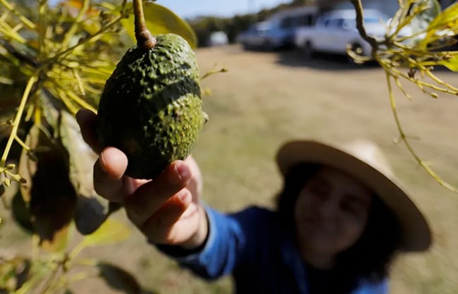 La incertidumbre arancelaria ya provoca una 'inflación de alimentos', advierte la agencia …