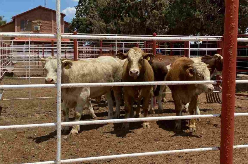 Reabrirán este lunes frontera de EEUU en Agua Prieta para exportación de ganado de Sonora