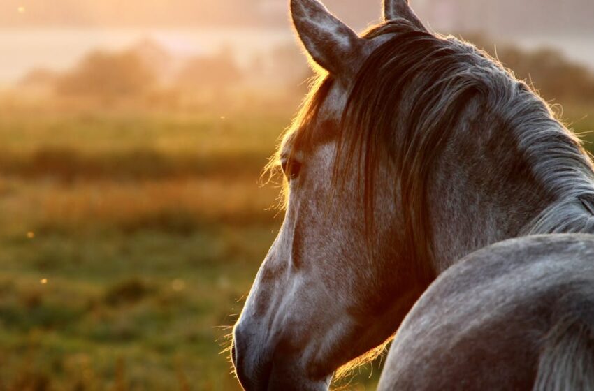Cuando los insectos no dan tregua: qué podemos hacer por el bienestar de los caballos