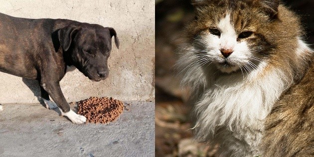 Fiscalía de la CDMX crea agencia especial para atender maltrato animal