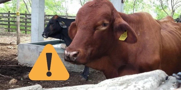 Atienden 20 nuevos casos de gusano barrenador en este estado