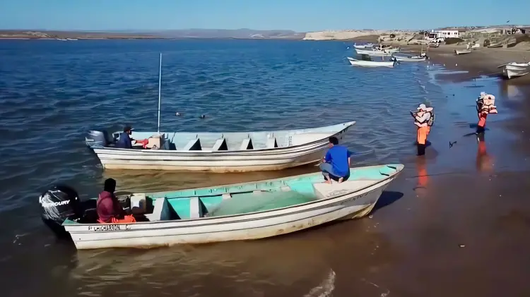 Fortalecen acciones contra pesca ilegal de totoaba y vaquita marina – El Diario de Sonora
