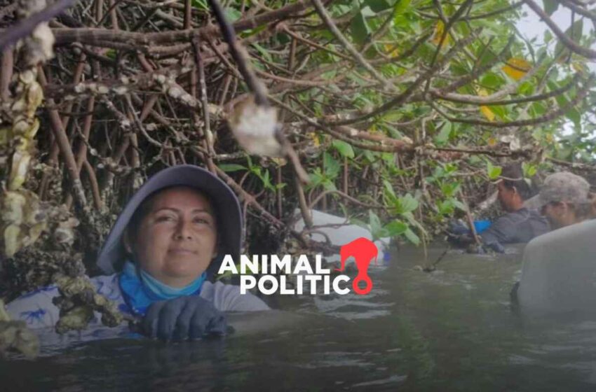 Lobas del Manglar: las mujeres asumen el liderazgo para defender la pesca artesanal de …