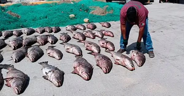 Monitorean a la totoaba en el mar de Cortés – Pulso