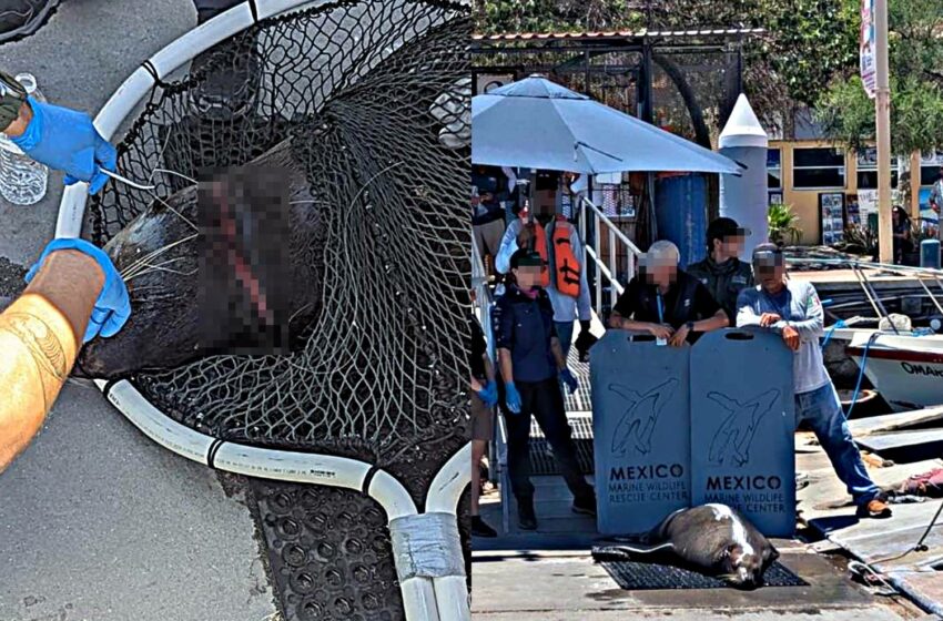 Salvan con éxito a lobo marino atrapado en artes de pesca en muelle de Cabo San Lucas