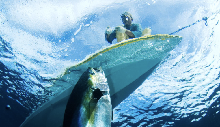  Zihuatanejo busca permisos para pesca de atún aleta amarilla
