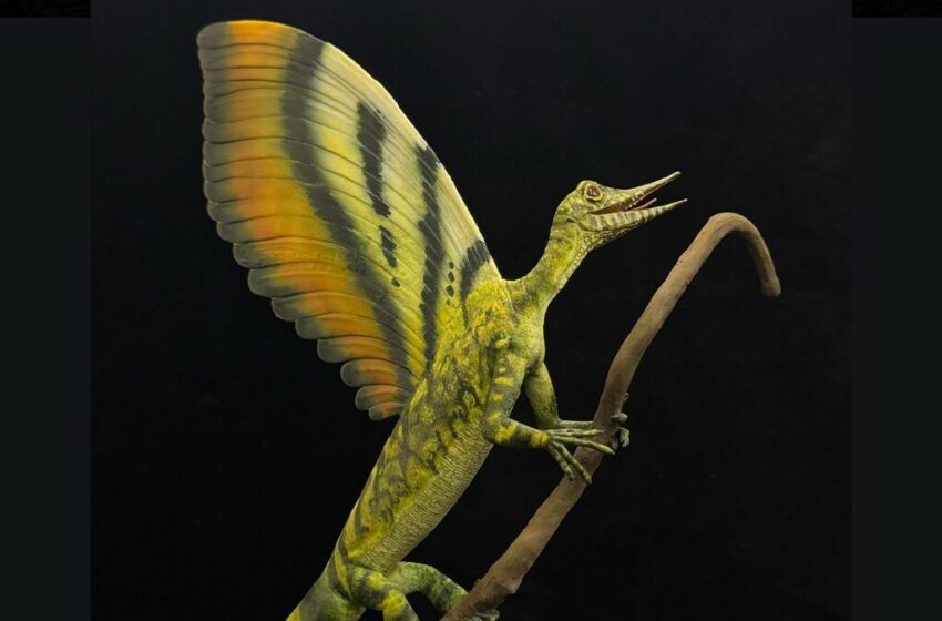 Descubren que reptil de hace 247 millones de años tenía plumas en la espalda