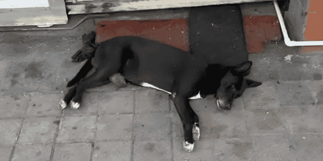  Rescatan al "Hachiko de Culiacán", el perro que esperó a su dueño asesinado