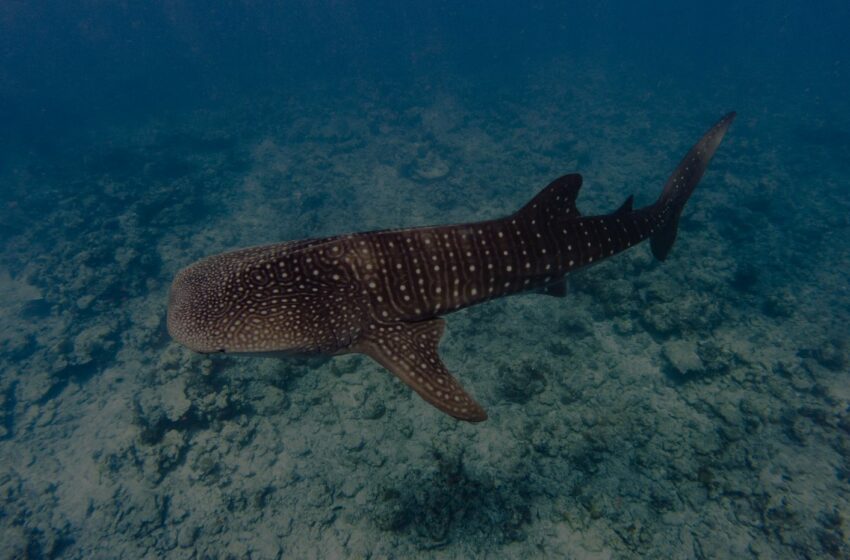 Dónde puedes nadar con tiburones ballena en México – The Happening