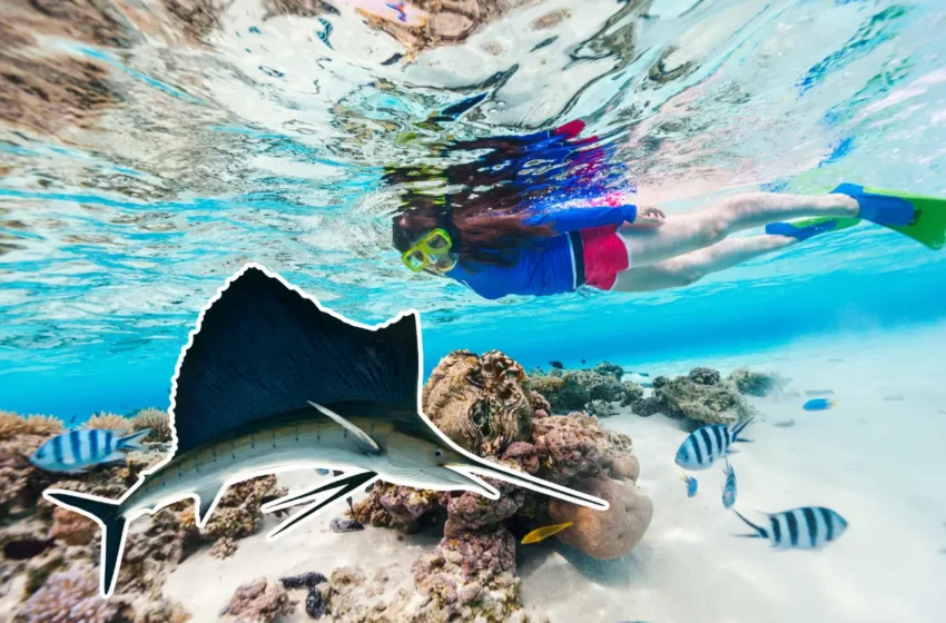  Un gigante veloz cruza cada temporada las aguas de La Paz: así es el pez vela – Posta Mx