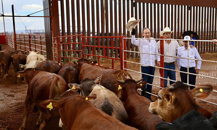 Sonora el primer estado en reanudar exportación de ganado – Entorno Informativo