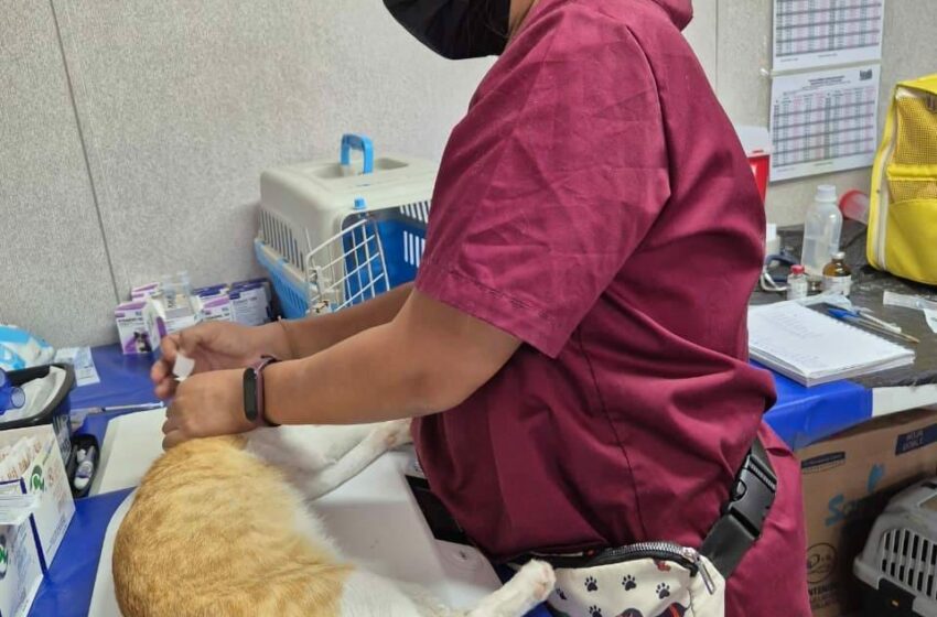  Avanza SEMA la segunda jornada de Caravanas de Bienestar Animal con 315 …