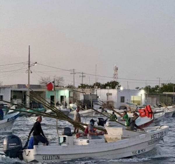  Termina la veda y hoy arranca la pesca del pulpo en la península de Yucatán