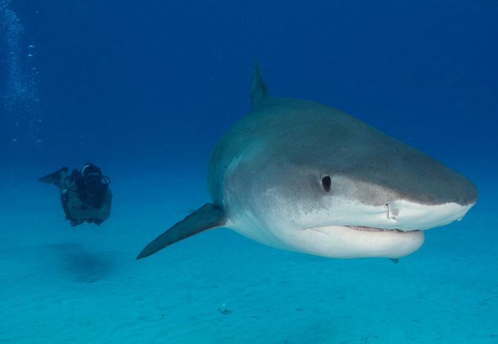 Quintana Roo tendrá el primer refugio de tiburones y rayas de México – Grupo SIPSE