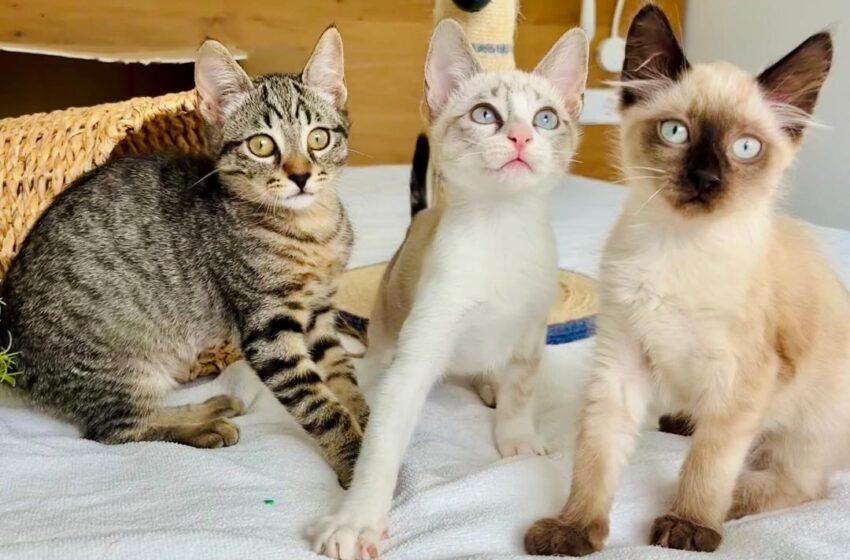  EdoMéx, líder nacional en número de gatos como mascota – El Valle