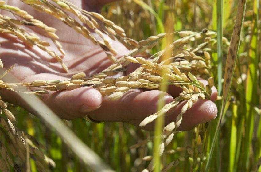  AGRICULTURA lanza convocatoria para fortalecer el cultivo de arroz en Campeche con …