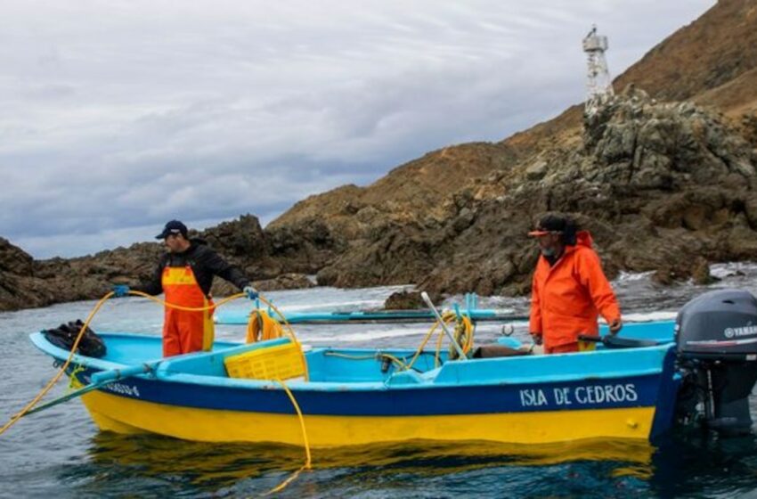 Anuncian periodos de veda y aprovechamiento de especies marinas: Agricultura