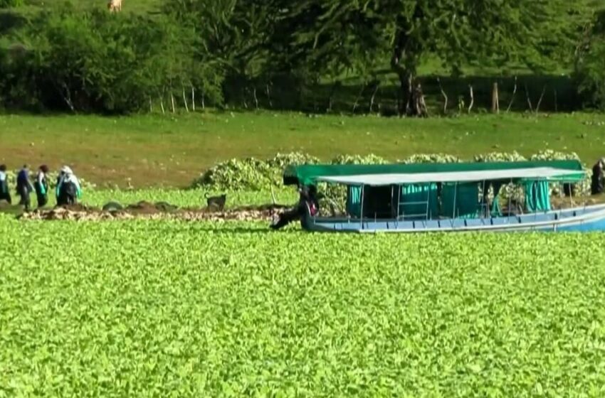 Planeta Tierra: Laboran en El Salvador para recuperar el lago Suchitlán ante exceso de plantas