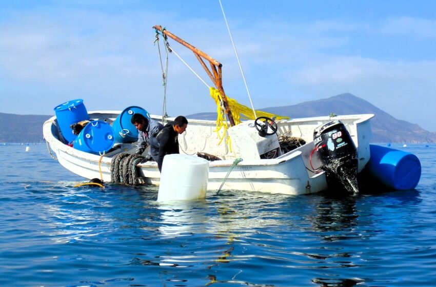 Hay apoyos y créditos disponibles para pescadores y acuacultores