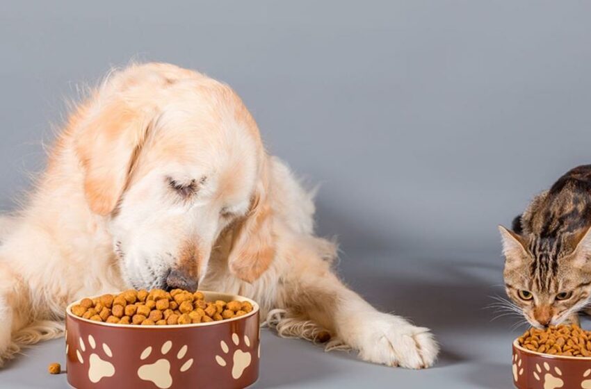  Modera su alza el mercado de alimentos para mascotas – El Economista