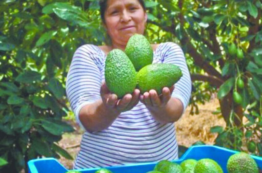  UE rechaza embarques de aguacate peruano por alto nivel de cadmio – El Economista