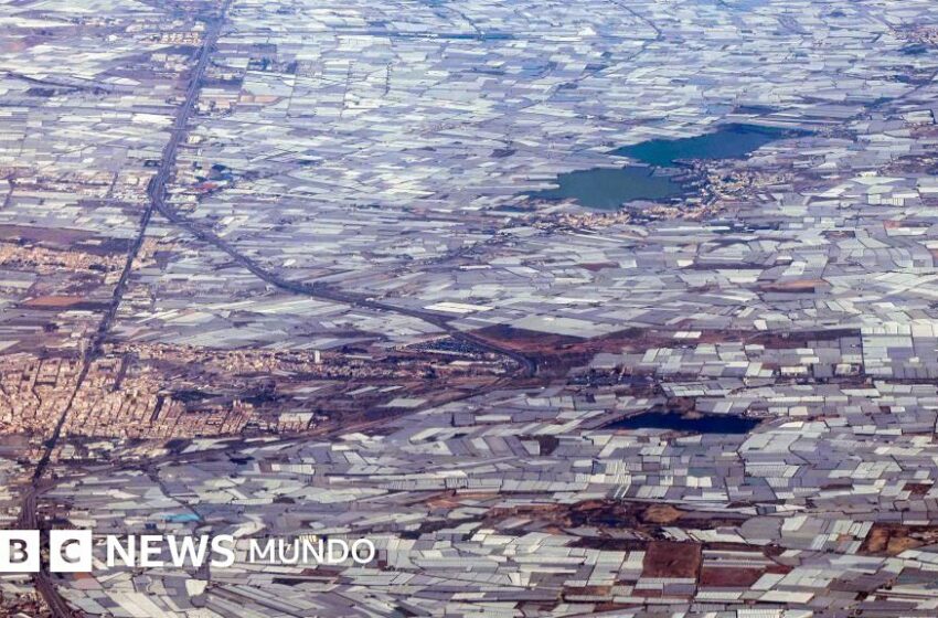 El controvertido "Mar de Plástico" que convirtió la región más árida de España en la huerta … – BBC