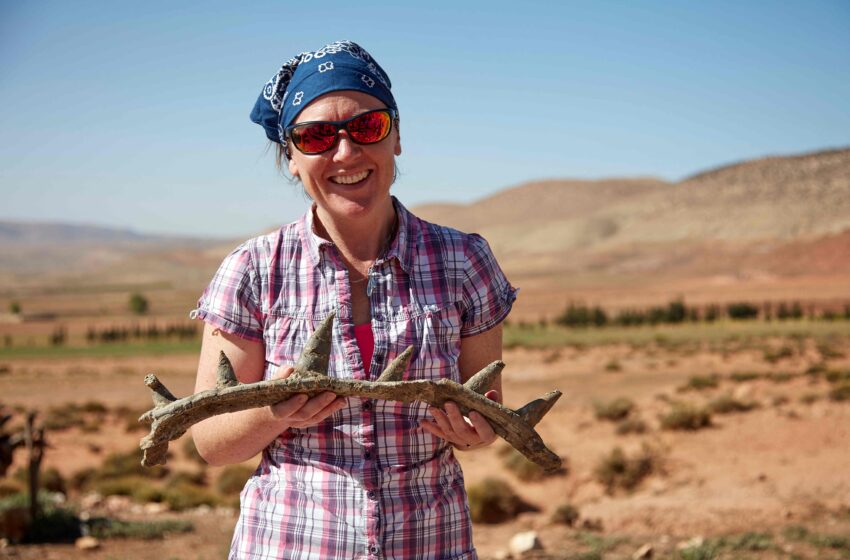 Descubren el dinosaurio más antiguo del mundo, un anquilosaurio con un collar de púas de un metro